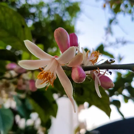 E S S E N T I A L Διαμέρισμα Πομπηία