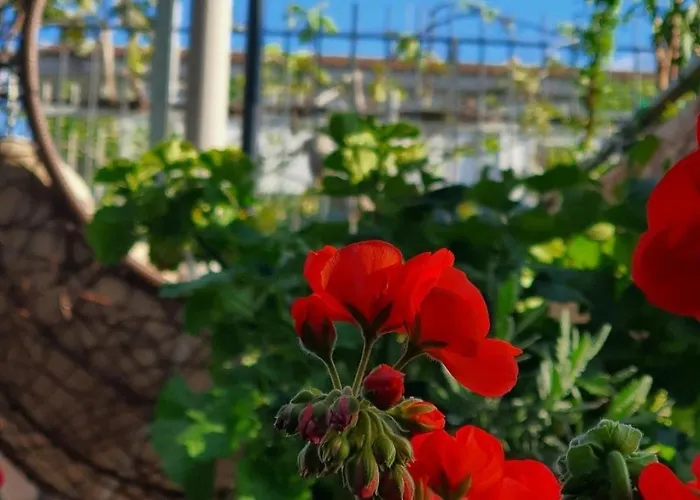 E S S E N T I A L 庞贝