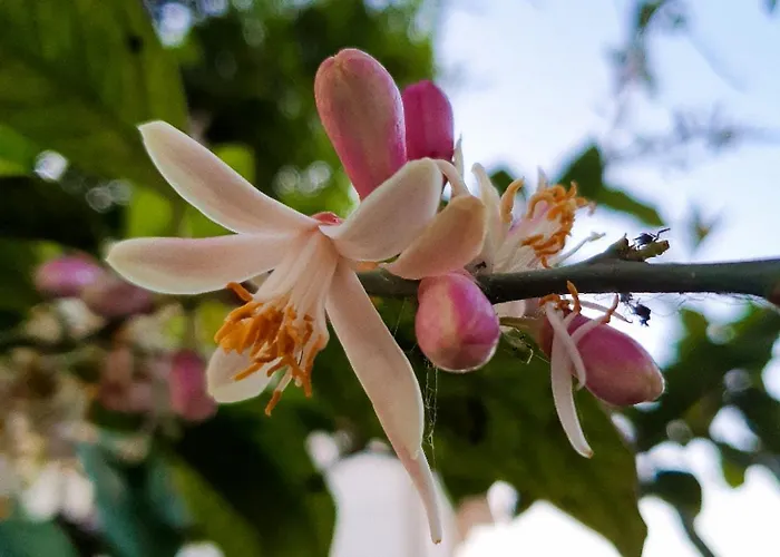 E S S E N T I A L 公寓 庞贝