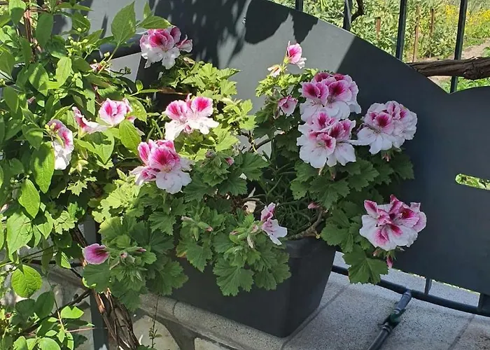 E S S E N T I A L 公寓 *