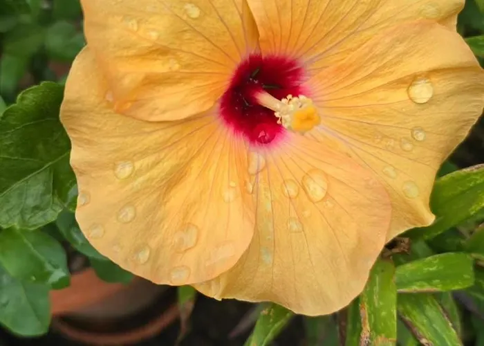 公寓 E S S E N T I A L *