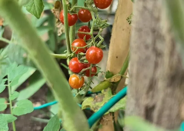 E S S E N T I A L פומפיי