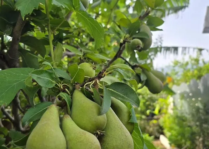 דירה E S S E N T I A L